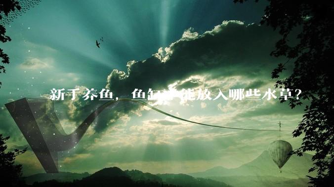 新手养鱼，鱼缸中能放入哪些水草？