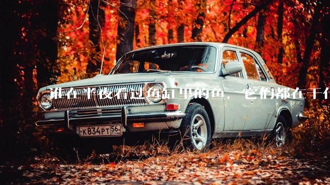 谁在半夜看过鱼缸里的鱼，它们都在干什么？